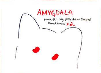 Preview of The Amygdala