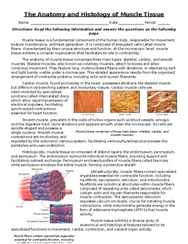 Preview of The Anatomy and Histology of Muscle Tissue: Text, Images, and Assessment