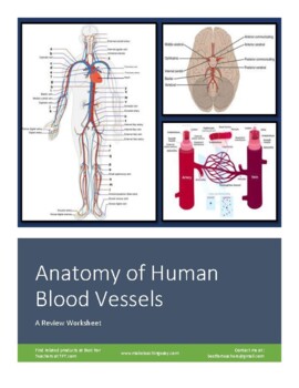 Preview of The Anatomy of Blood Vessels: A Comprehensive Review Worksheet