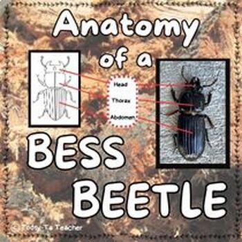 Preview of The Anatomy of a Bess Beetle Section 2