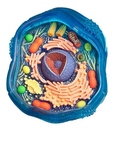 The Animal Cell