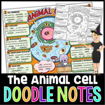Preview of Animal Cells and Organelles Doodle Notes | Science Doodle Notes
