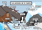 The Animals of the Tundra in SPANISH (Los animals de la tundra)