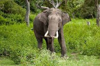 Preview of The Asian Elephant: Gentle Giants of the Forest