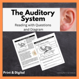 The Auditory System One-Page Reading & Diagram: Print & Digital