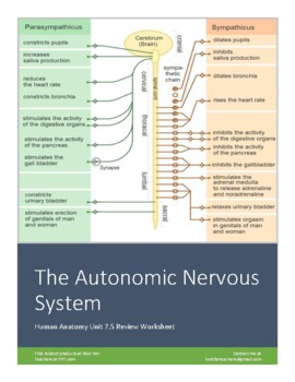 Preview of The Autonomic Nervous System (Human Anatomy & Physiology Review Worksheet)