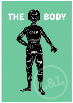 Preview of The BODY Poster, English vocabulary, classroom decoration, EFL/ESL/ELL