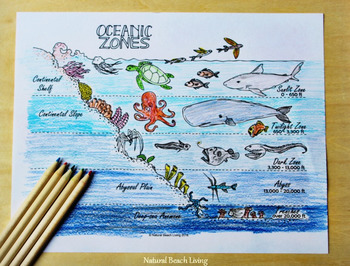 The Best Ocean Activities - Marine Biology Unit Study for Kids | TpT