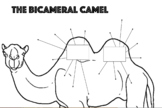 The Bicameral Camel