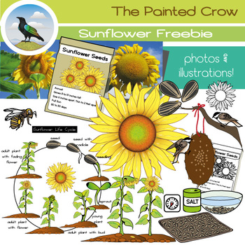 Preview of FREE Sunflower Clip Art Set -  Illustrations & Photos