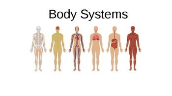 Preview of The Body System PPT