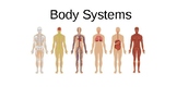 The Body System PPT
