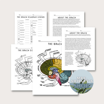 Preview of The Brain Diagram Labeling/Coloring Page and Reading Page- Anatomy
