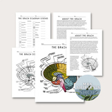 The Brain Diagram Labeling/Coloring Page and Reading Page-