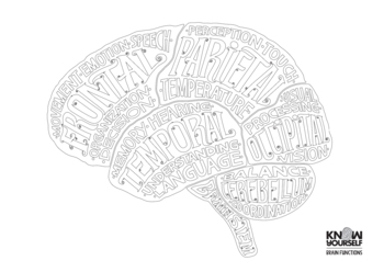 brain anatomy coloring pages