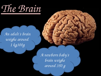 experimental investigations into the functions of the human brain