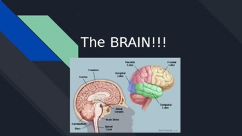 Preview of The Brain Powerpoint (Psychology)