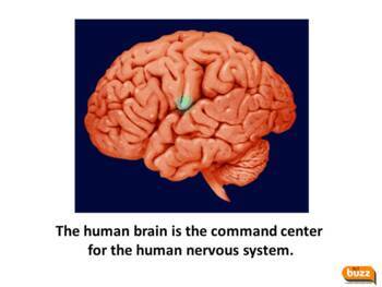 Preview of The Brain. Online Quiz. Lesson Materials. Science. EAP. PPTx.  Reading. ESL. ELA