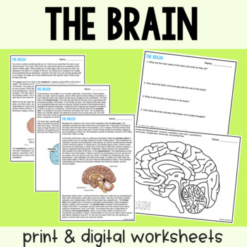 Preview of The Brain - Reading Comprehension Worksheets