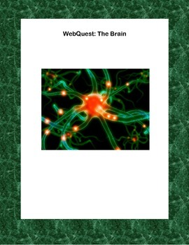 Preview of Human Brain Webquest - Anatomy