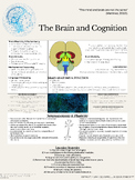 The Brain and Cognition