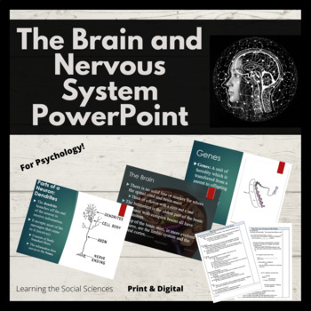 Preview of The Brain and Nervous System PowerPoint for Psychology with Cornell Style Notes