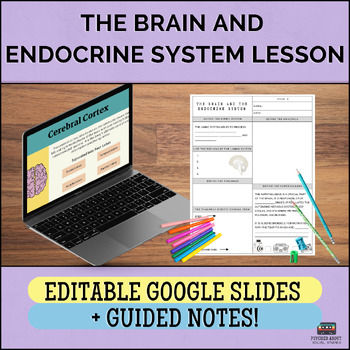 Preview of The Brain and The Endocrine System - Psychology Lectures and Guided Notes!