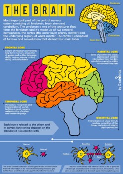 The Mechanics of the Brain (Infographic)