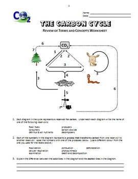 The Carbon Cycle - Review Worksheet Editable by Tangstar ...