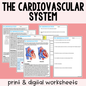 Preview of The Cardiovascular System - Reading Comprehension Worksheets