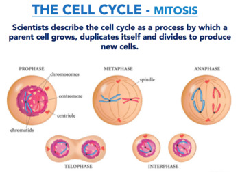 powerpoint presentation about mitosis