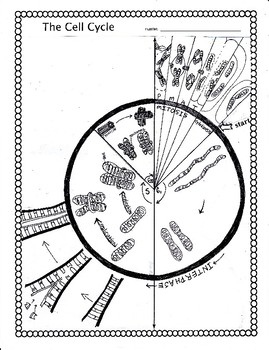 The Cell Cycle And Mitosis Worksheets