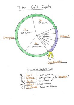 The Cell Cycle and Stages of Mitosis Picture Study Guide | TPT