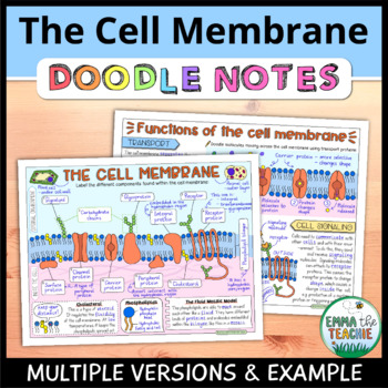 Preview of The Cell Membrane Doodle Notes - Structure and Function