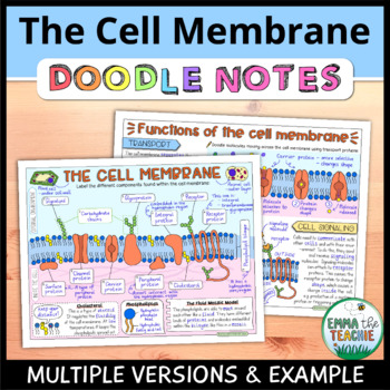 cell membrane picture