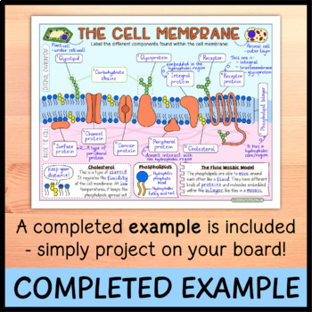 cell membrane labeled and functions