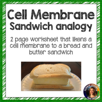 Preview of The Cell Membrane Analogy Worksheet