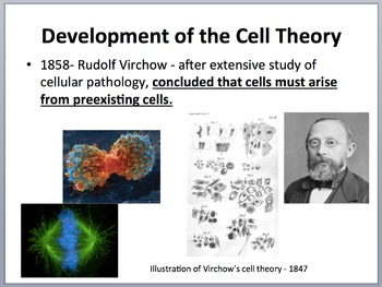 The Cell Theory - An Introduction - PowerPoint Lesson and Student Notes ...