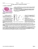 Endomembrane System (ER, Golgi, Lysosomes) worksheet