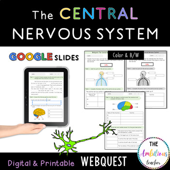 Preview of The Central Nervous System WebQuest | Brain & Spinal cord Worksheets, Activity