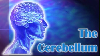 Preview of The Cerebellum - Brain Games (Powerpoint & 5 Games)
