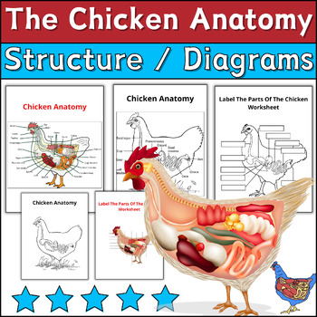 Preview of The Chicken Anatomy - Chicken Diagram Labeling & Coloring Worksheets ⭐No Prep ⭐