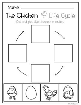 The Chicken Life Cycle by That Girl Teaches | TPT