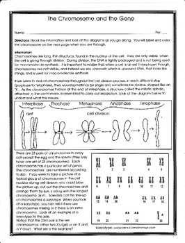 13 Feb 2014 - Applied science 10 genes and chromosomes worksheet answers .....