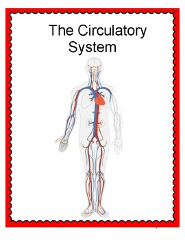 The Circulatory System by Curious Kids | TPT