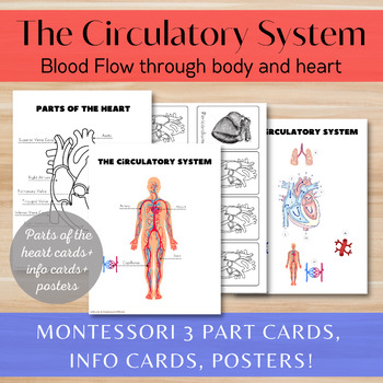 Preview of The Circulatory System/Blood Flow Through The Body/Parts Of The Heart/Montessori