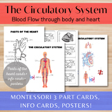 The Circulatory System/Blood Flow Through The Body/Parts O