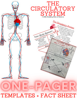 Preview of The Circulatory System Guided Science One-Pager Worksheet