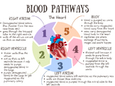 The Circulatory System- Heart