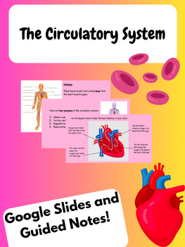 Preview of The Circulatory System - Middle School Science - Google Slides and Guided Notes